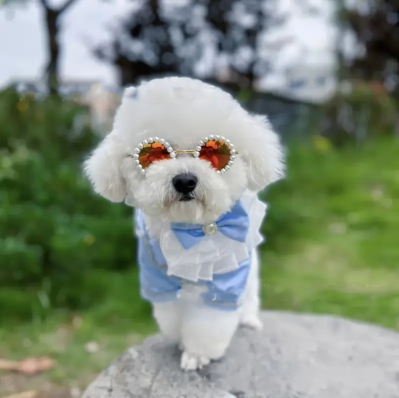 GAFAS PARA MASCOTAS PERLAS ZJ225355
